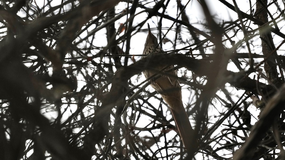 Cuitlacoche Rojizo - ML647608973