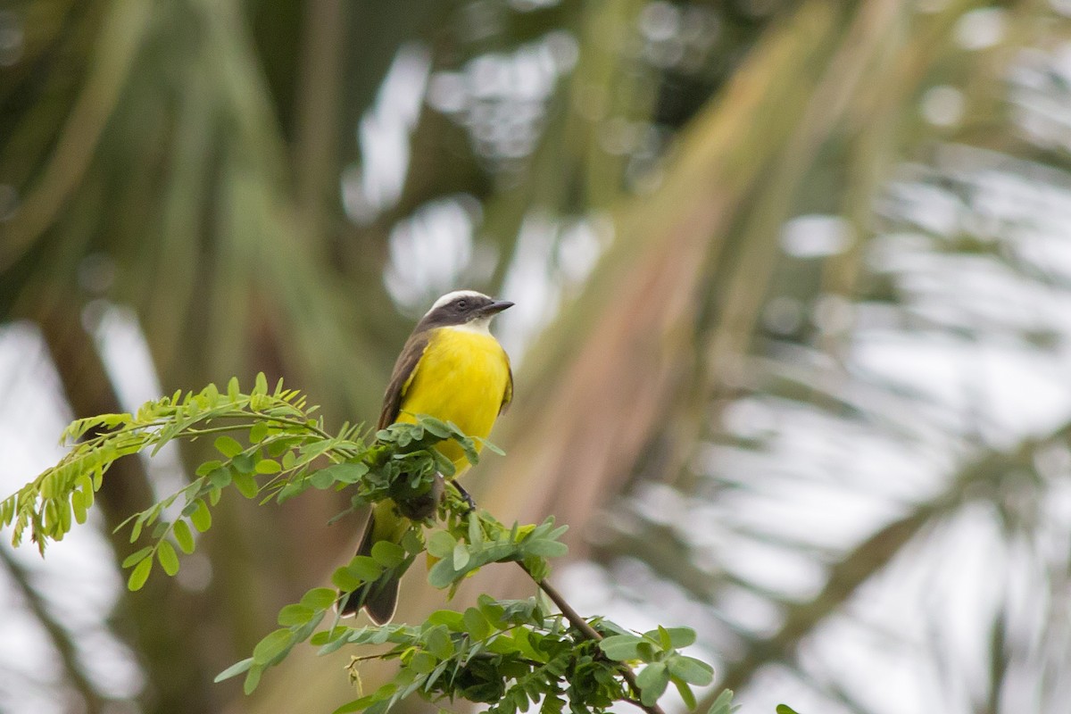 Tyran sociable - ML647608987