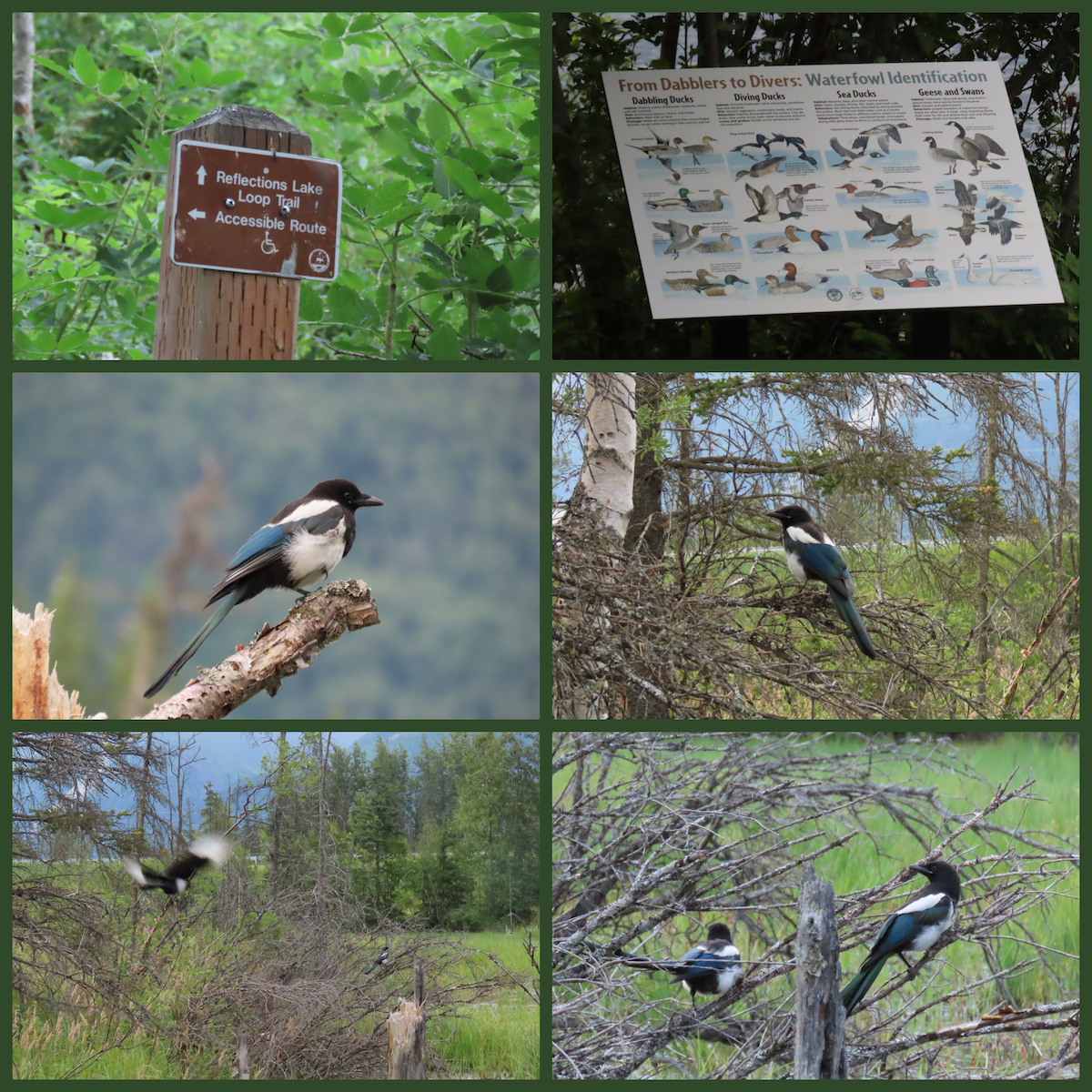 Pie d'Amérique - ML647609011