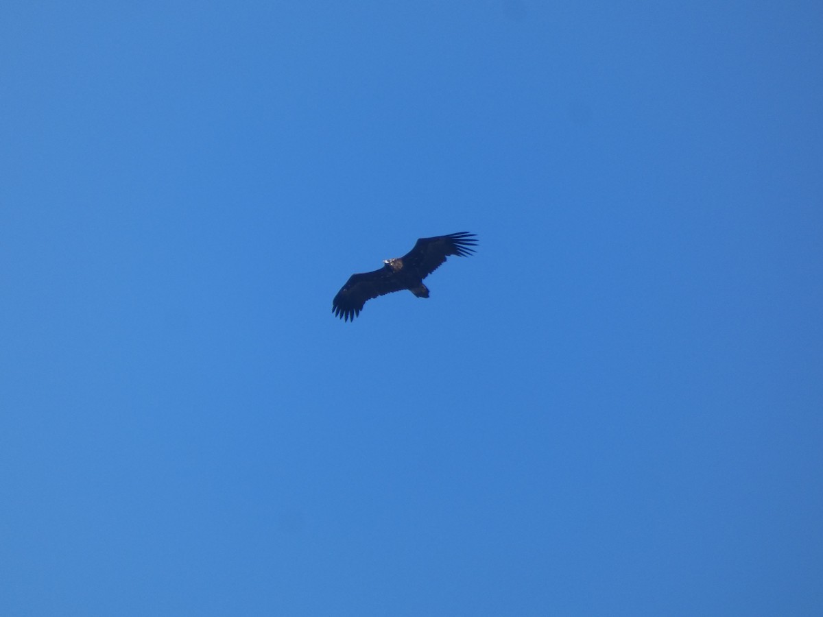 sup hnědý - ML647609022