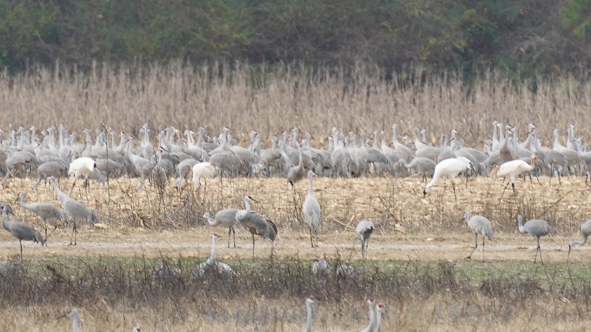 jeřáb americký - ML647609057