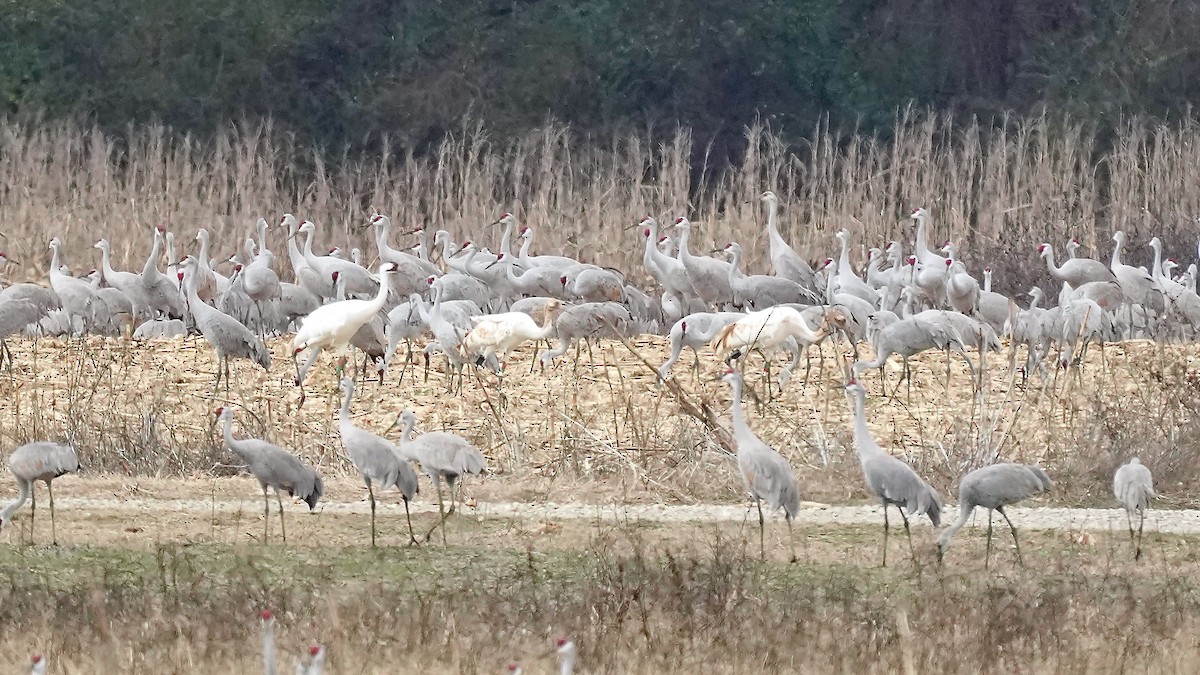 jeřáb americký - ML647609058