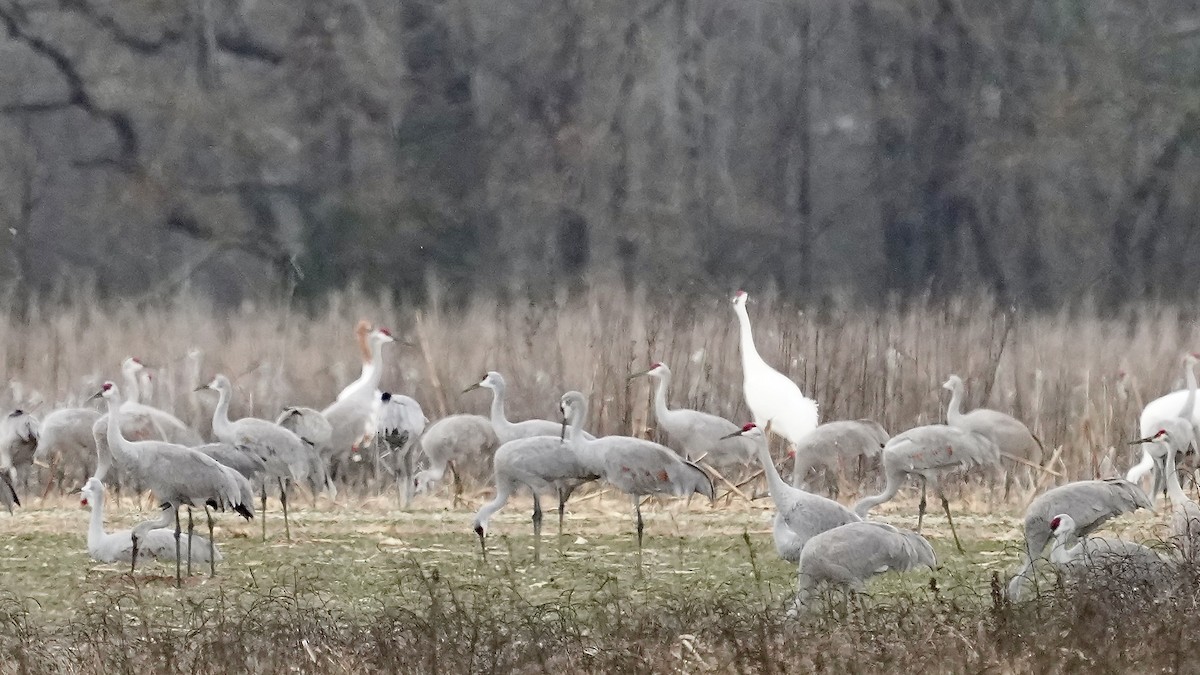 jeřáb americký - ML647609066