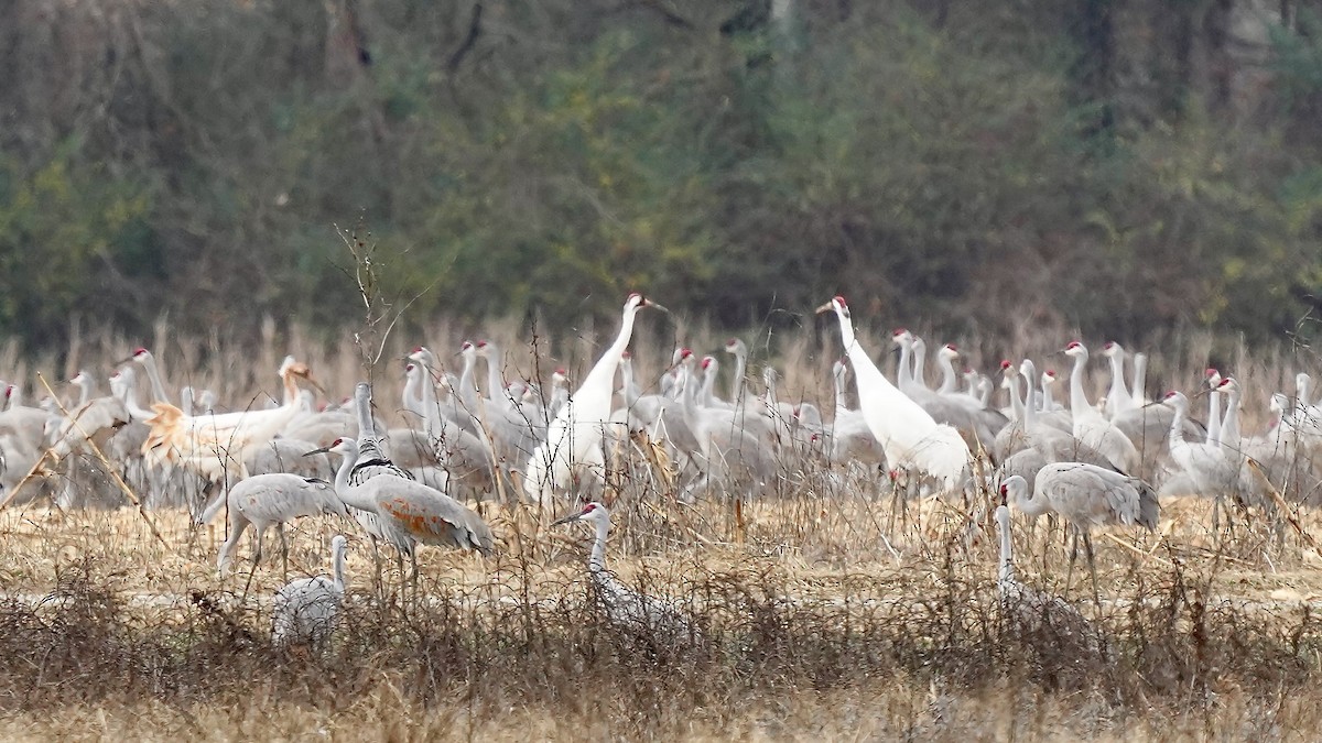 jeřáb americký - ML647609079