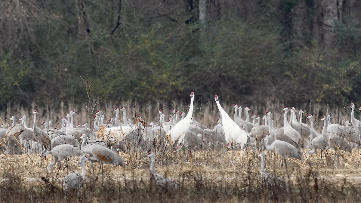jeřáb americký - ML647609080