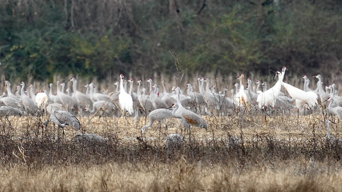 jeřáb americký - ML647609083