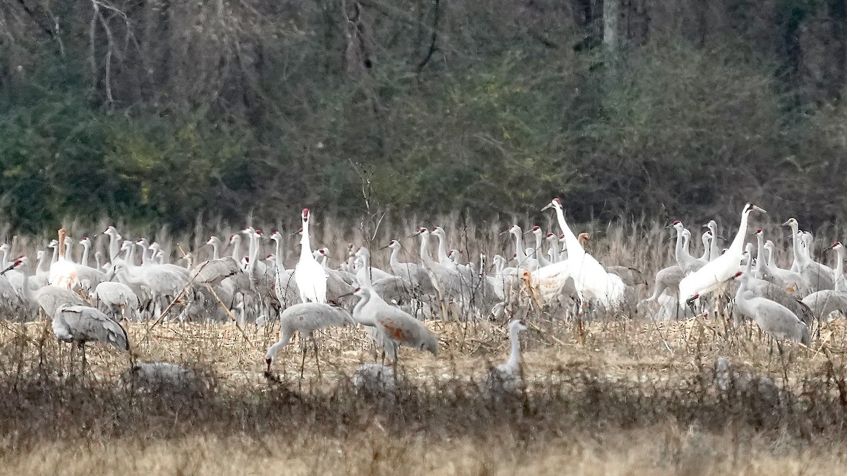 jeřáb americký - ML647609085