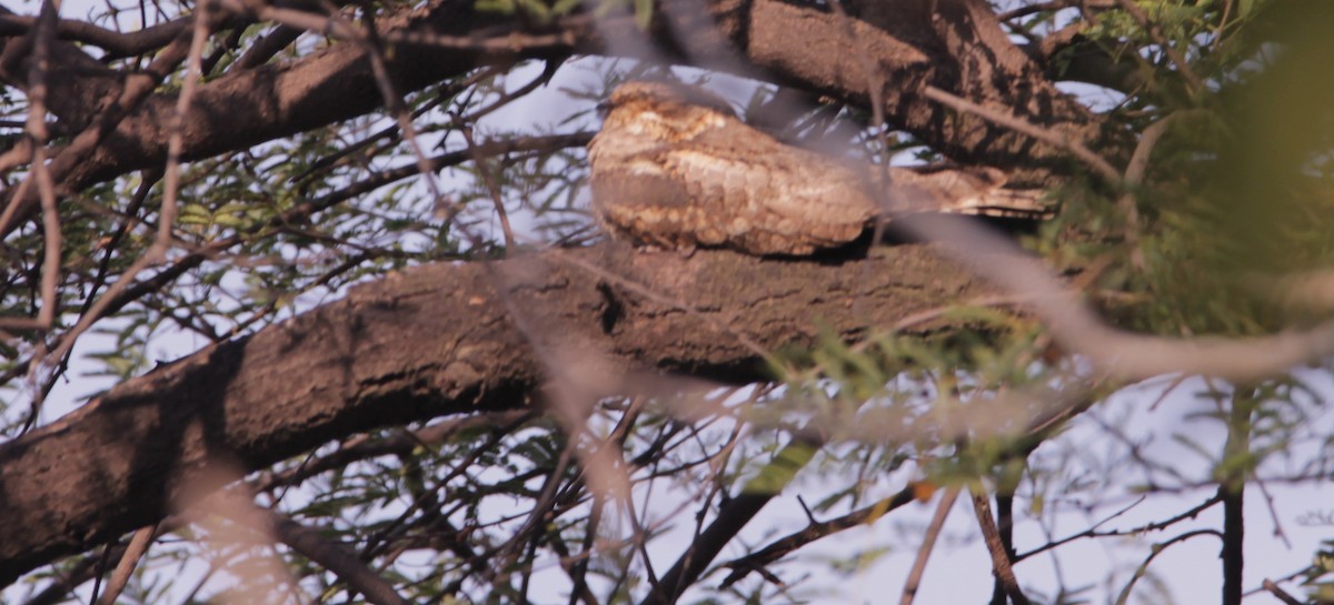 Chotacabras Hindú - ML647609097