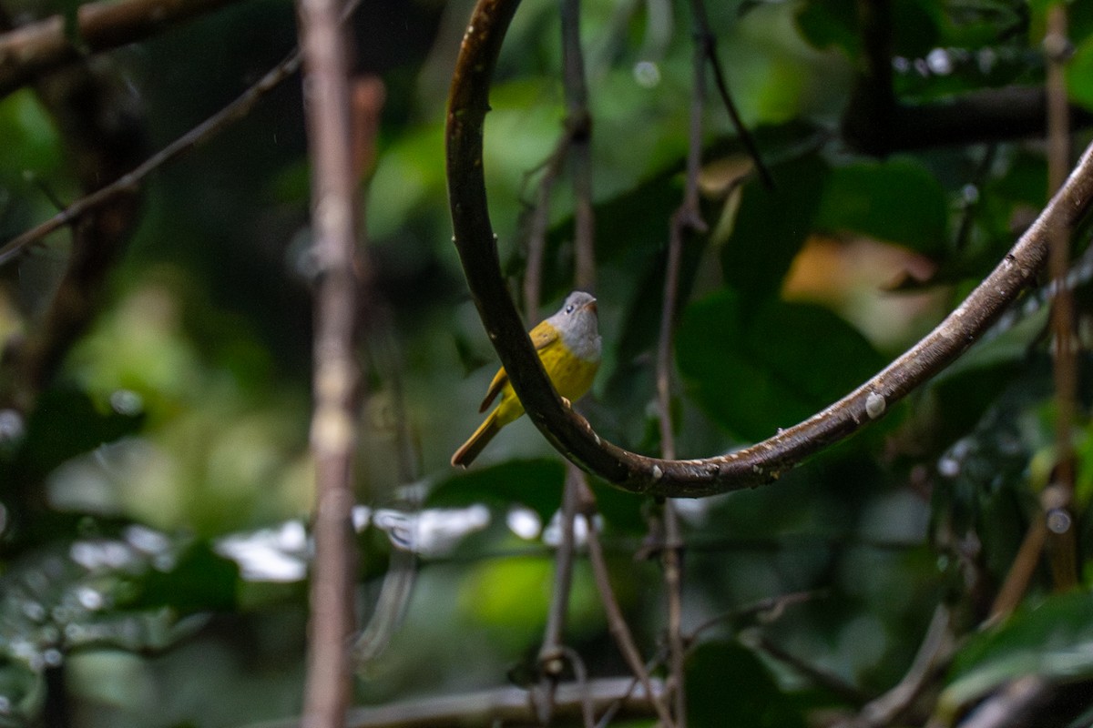 Gray-headed Canary-Flycatcher - ML647609126