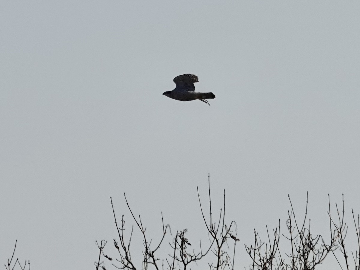 Яструб великий - ML647609131