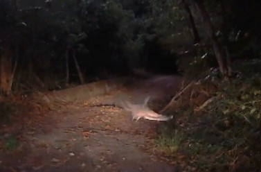 Malay Gece Balıkçılı - ML647609141