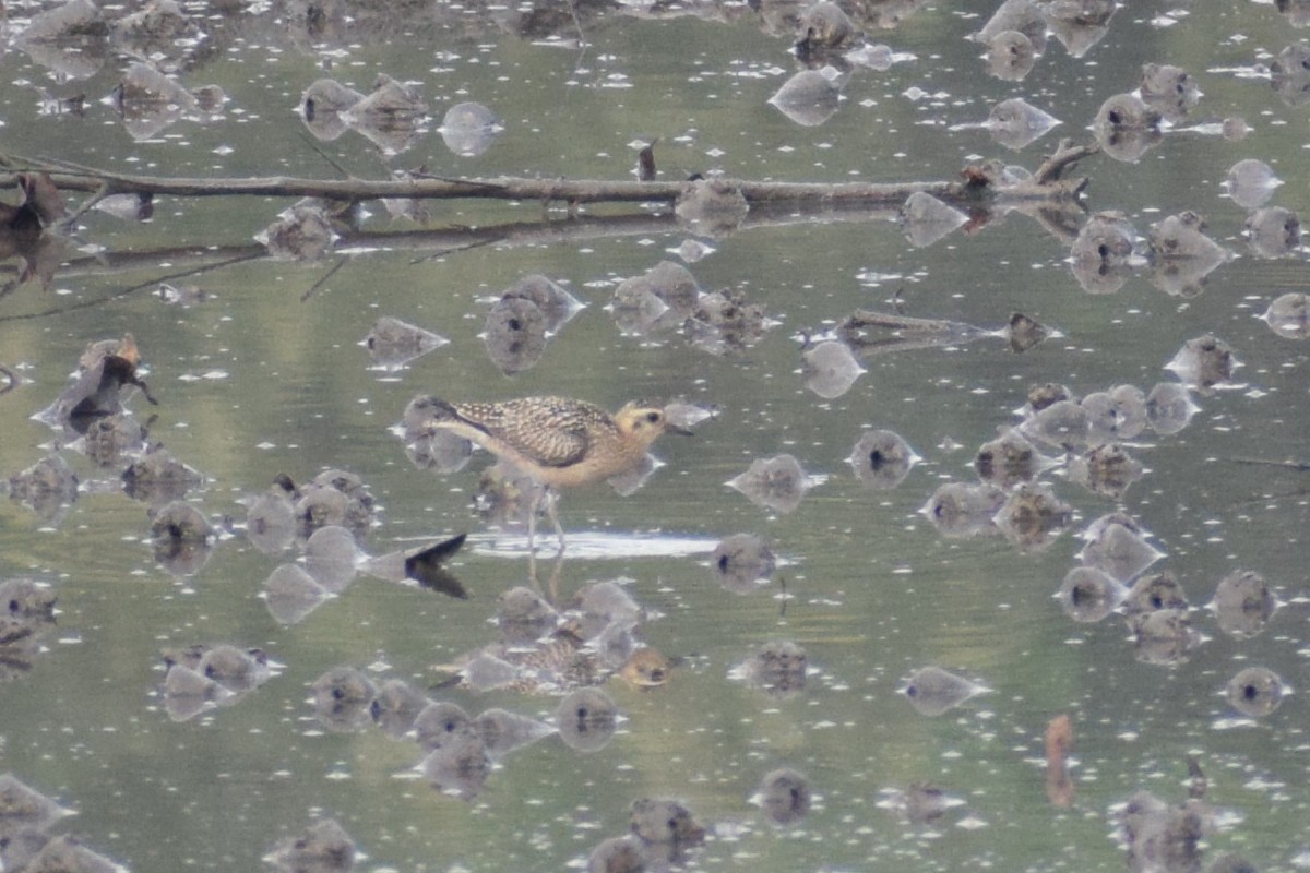 Pacific Golden-Plover - ML647609167