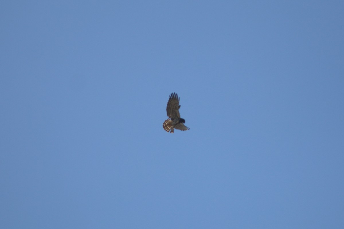 Short-toed Snake-Eagle - ML647609168