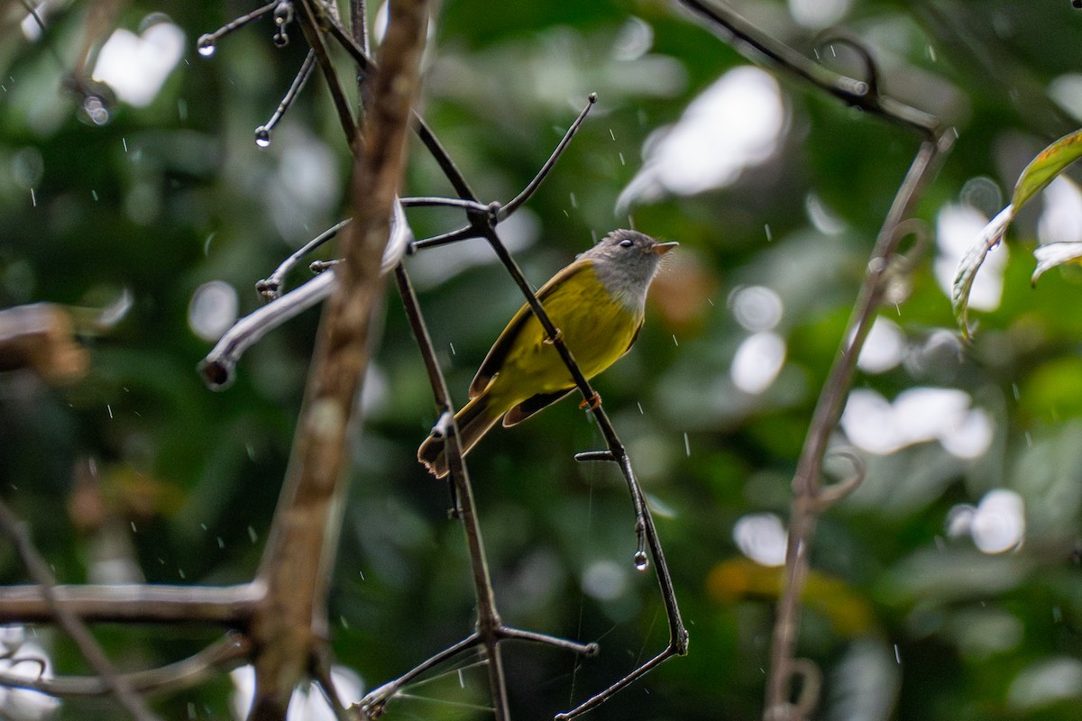 Gray-headed Canary-Flycatcher - ML647609180