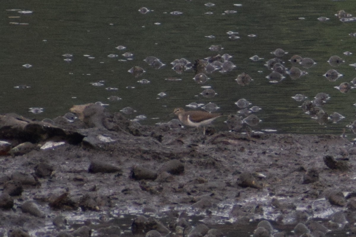 Common Sandpiper - ML647609183