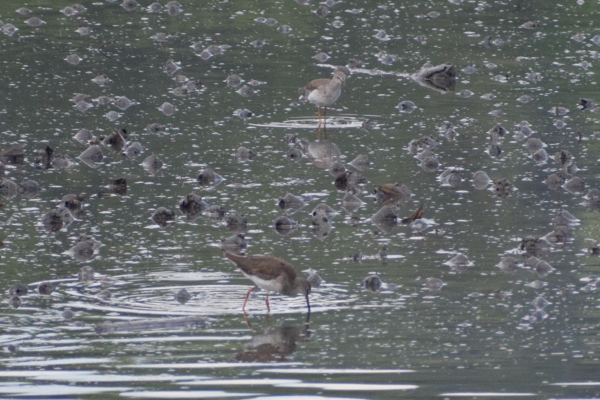 Common Redshank - ML647609187