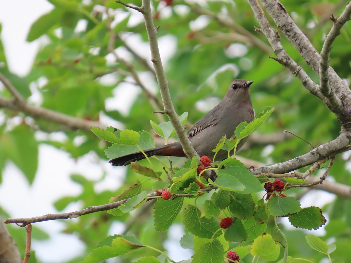 ימימן אמריקני - ML647609189