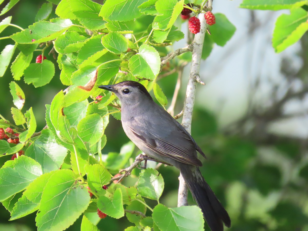 ימימן אמריקני - ML647609191
