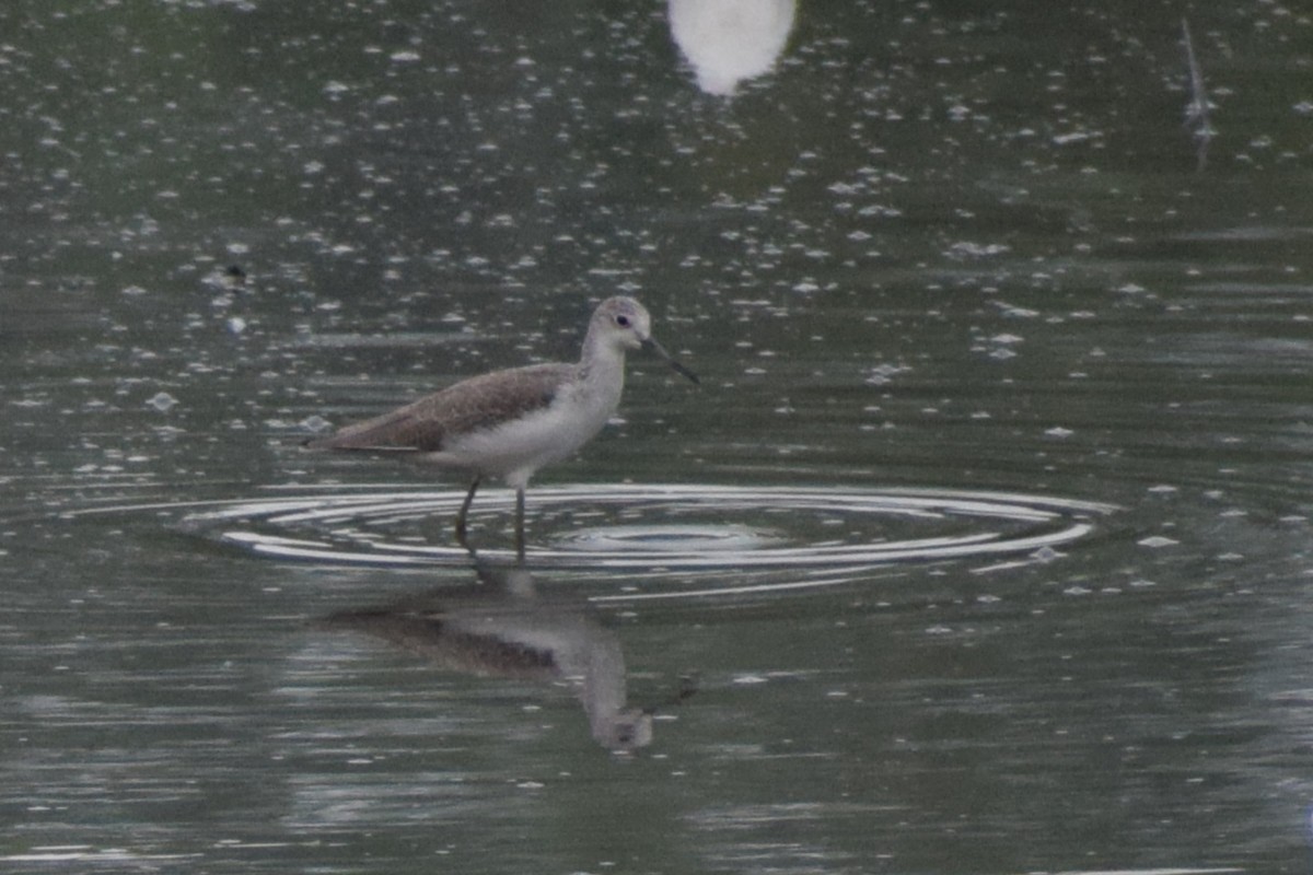 ביצנית ירוקת-רגל - ML647609192