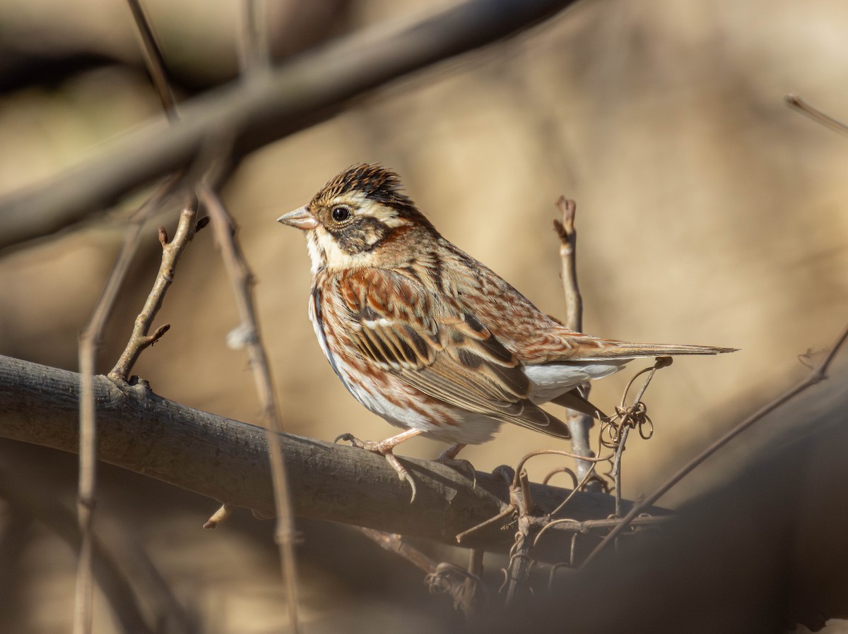גיבתון לבן-גרון - ML647609193