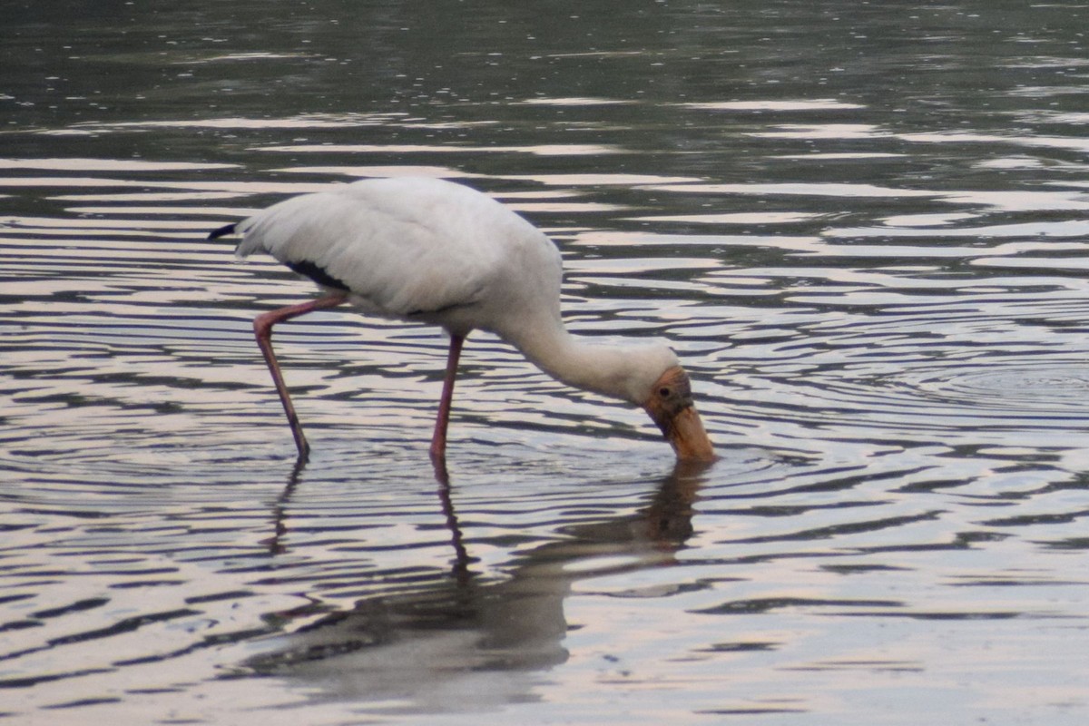 Milky Stork - ML647609194