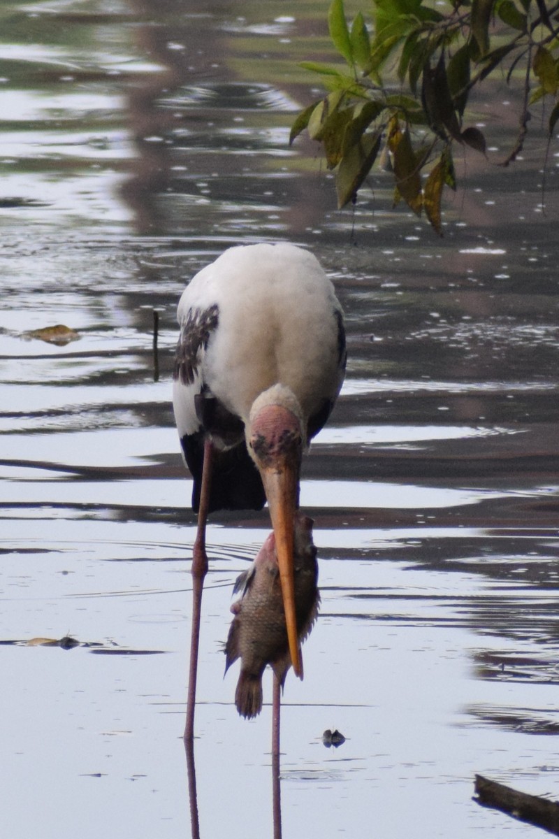 Painted Stork - ML647609196