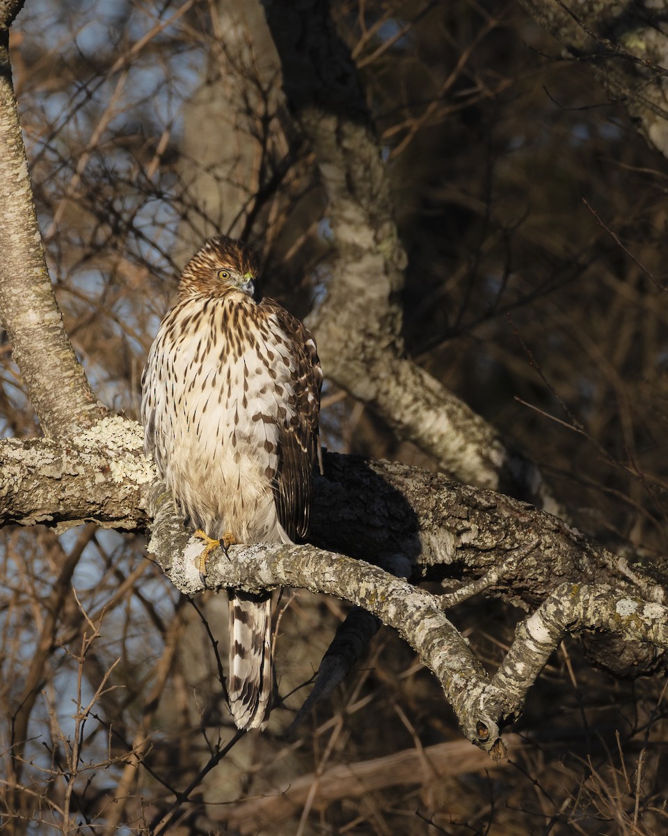 Cooper's Hawk - ML647609197