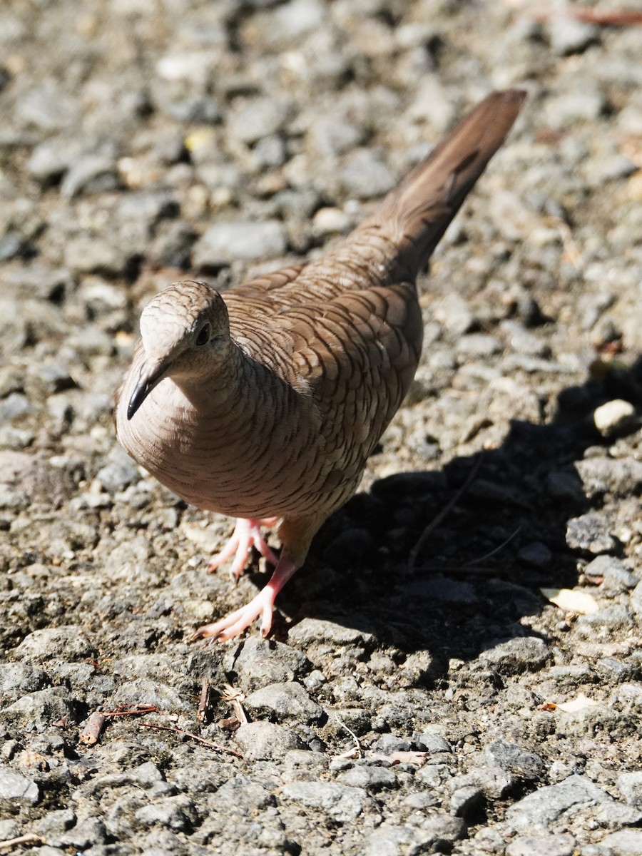 Inca Dove - ML647609201