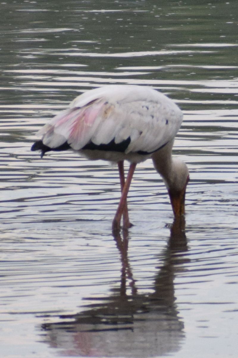 Milky/Painted Stork - ML647609202