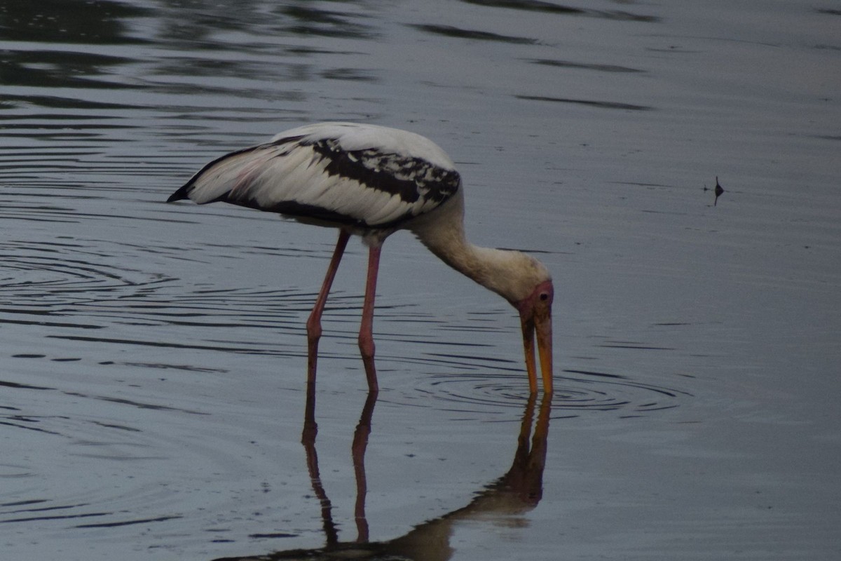 Milky/Painted Stork - ML647609203