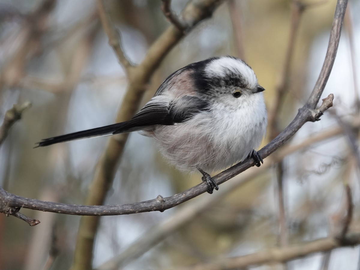 ירגזי זנבתן - ML647609207
