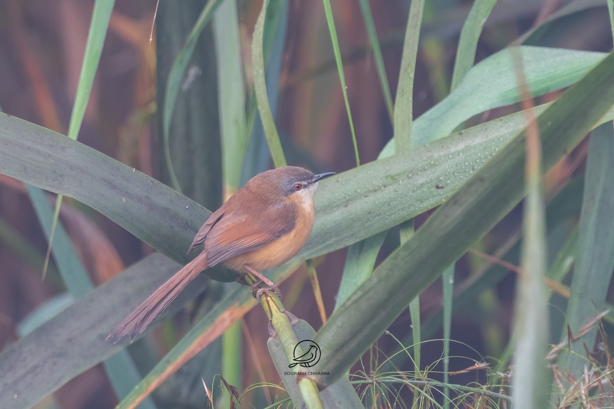 Ashy Prinia - ML647609212