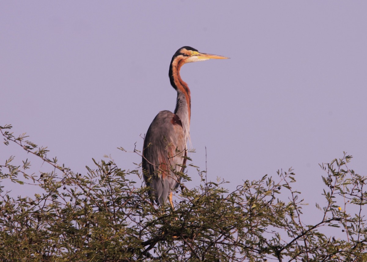 אנפה ארגמנית - ML647609213