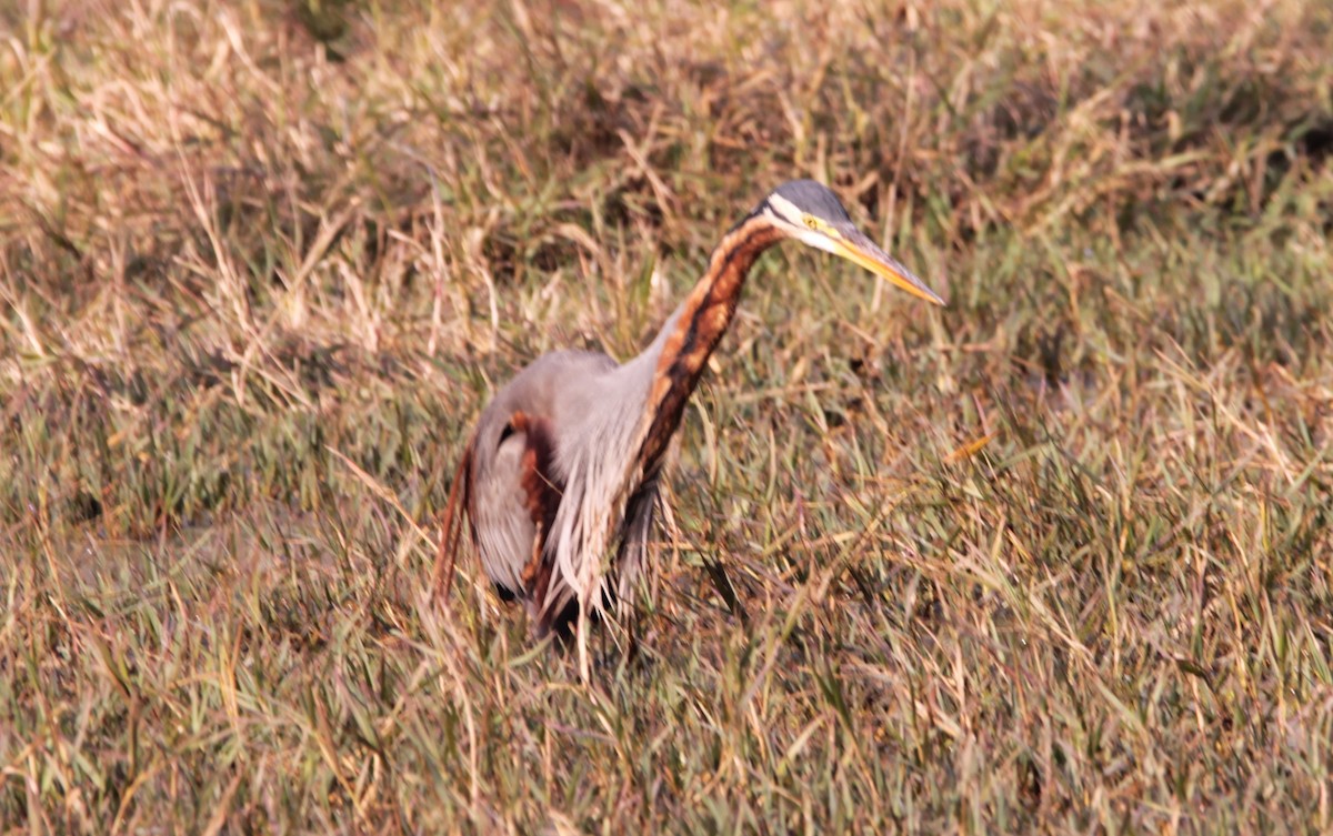 אנפה ארגמנית - ML647609214
