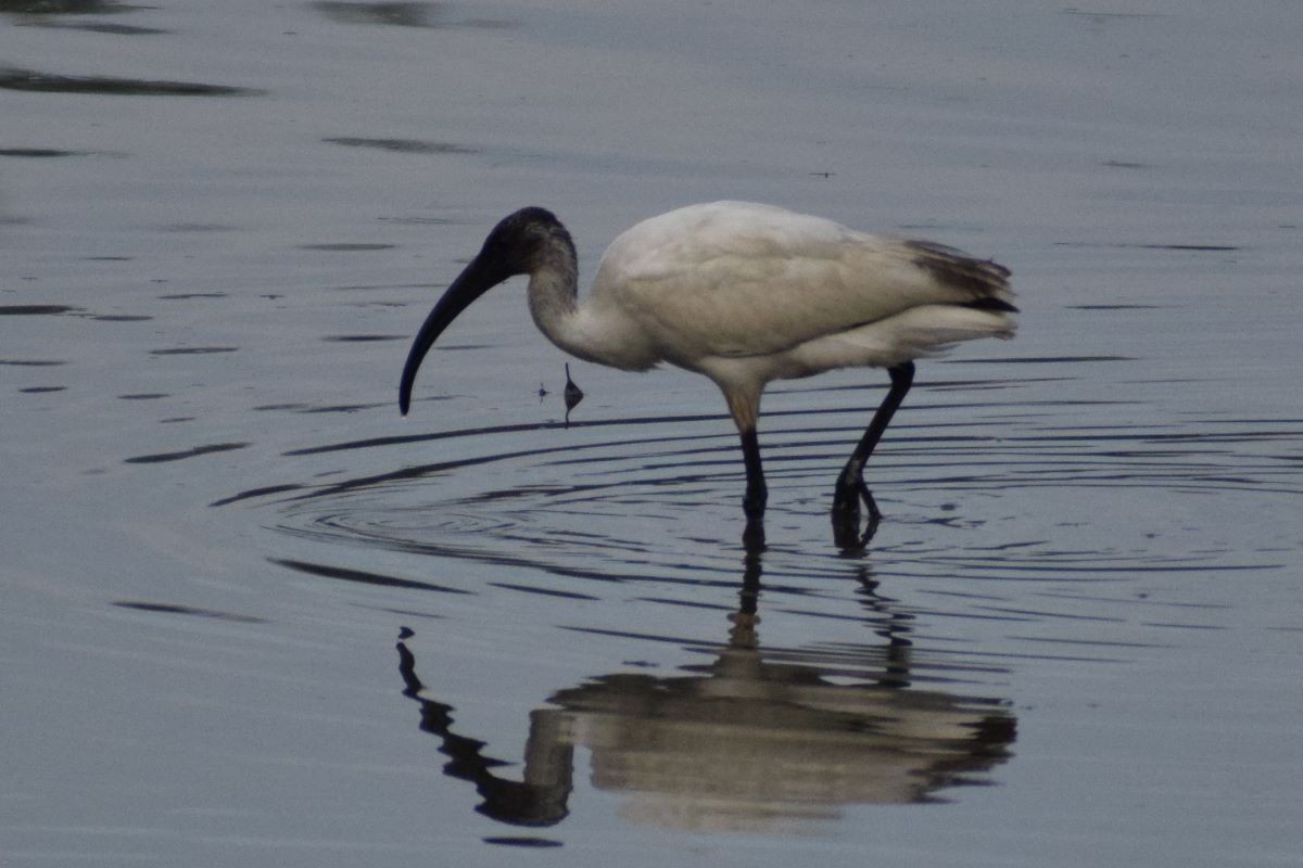 Black-headed Ibis - ML647609215