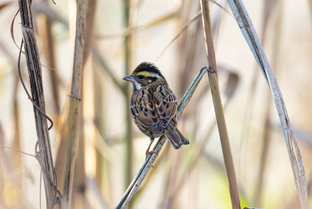גיבתון צהוב-גבות - ML647609216