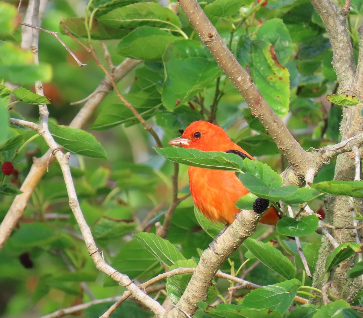 להבית ססגונית - ML647609217