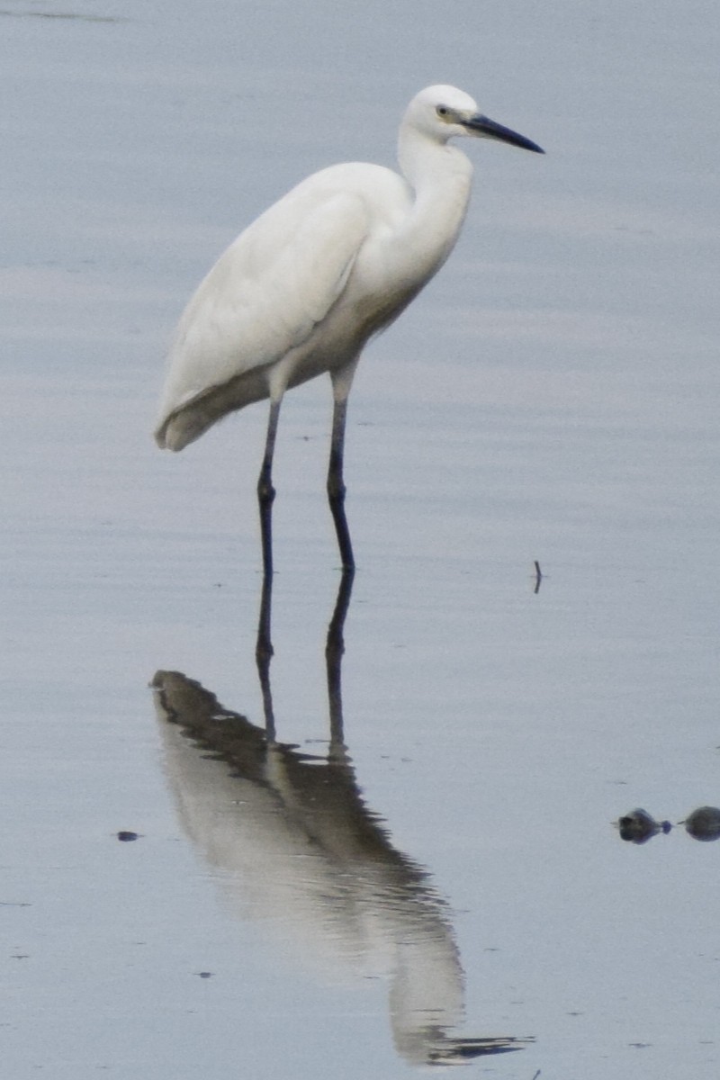 לבנית קטנה - ML647609219