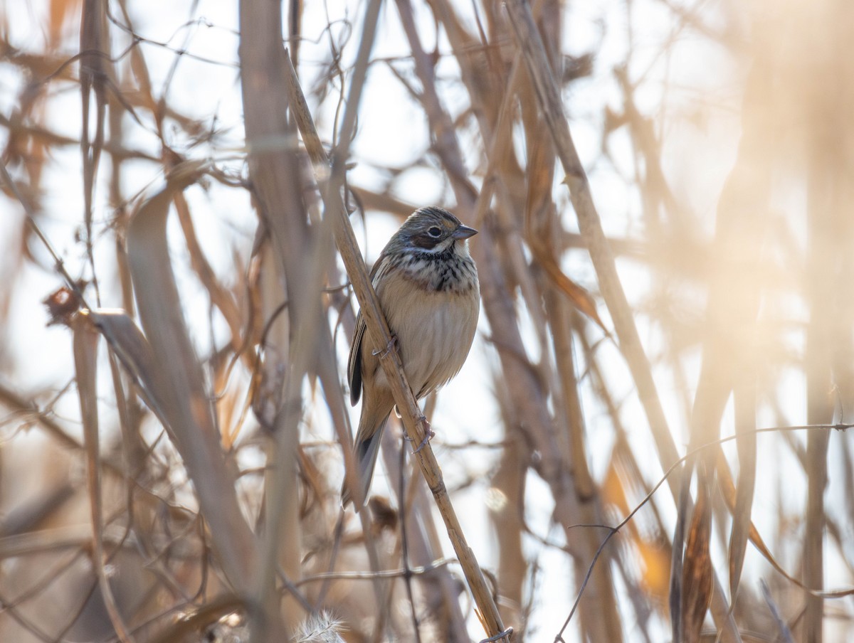 גיבתון חום-לחי - ML647609220