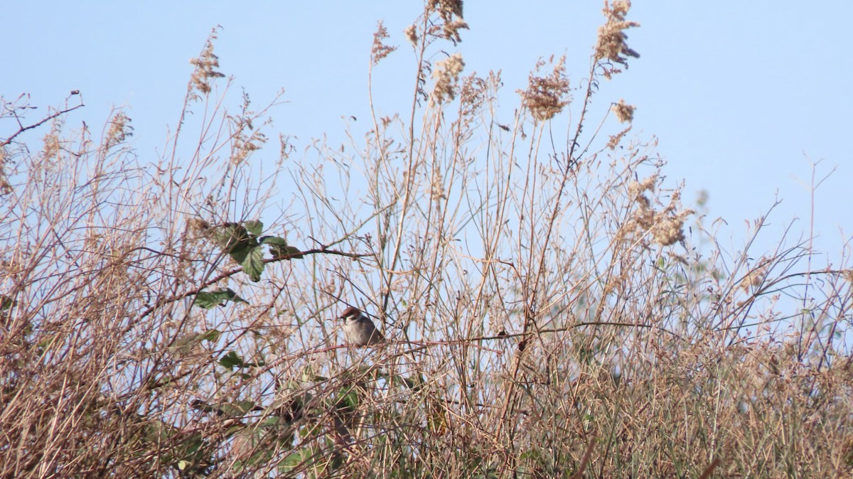 דרור הרים - ML647609221