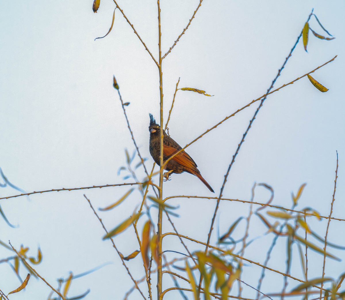 Crested Bunting - ML647609222