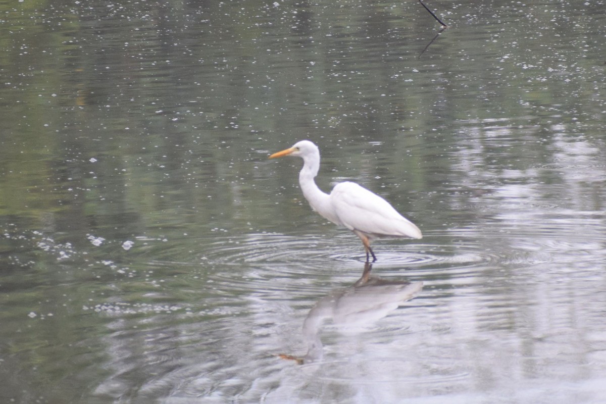 Medium Egret - ML647609224