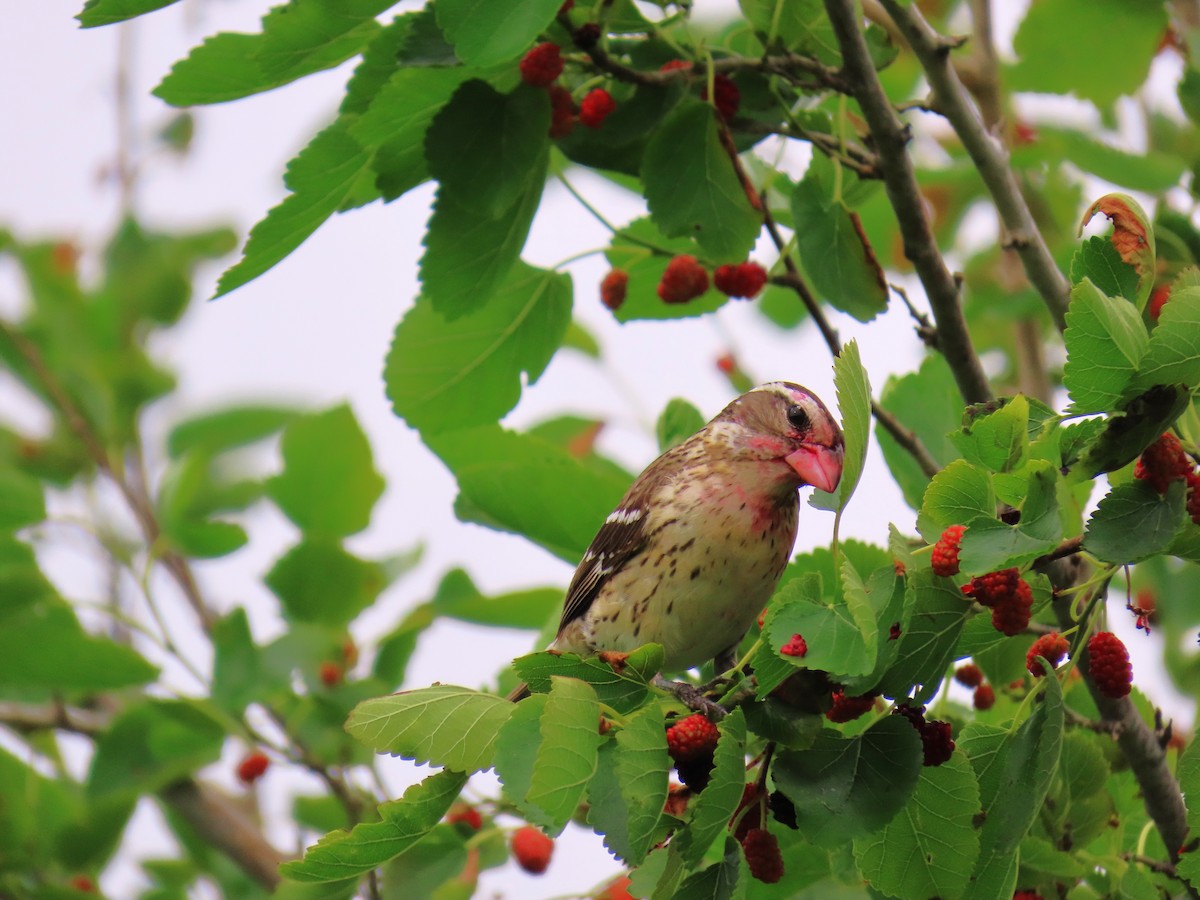 גבתאי ורוד-חזה - ML647609228