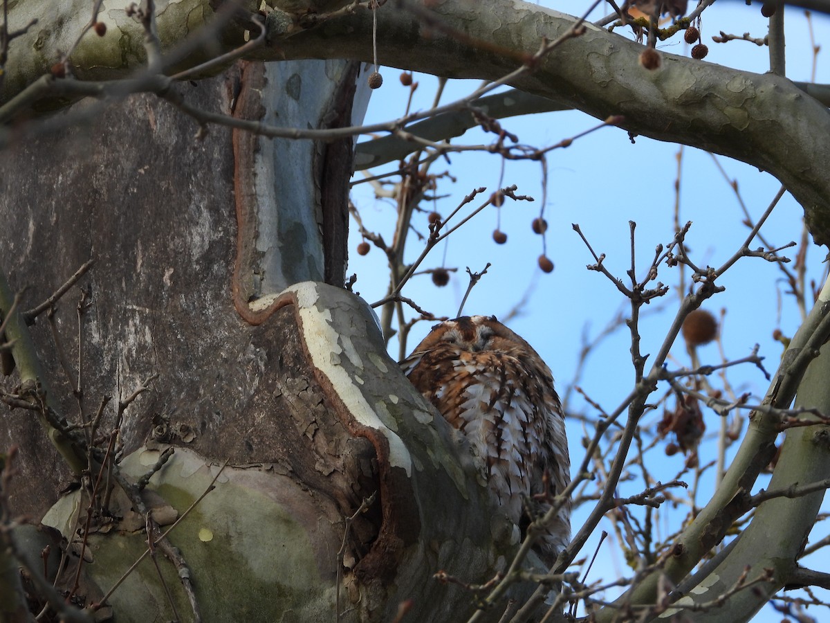 לילית מצויה - ML647609229