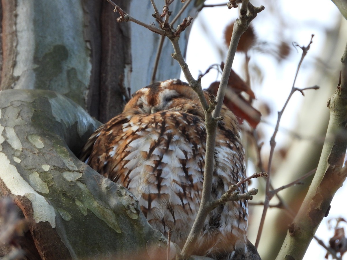 לילית מצויה - ML647609230