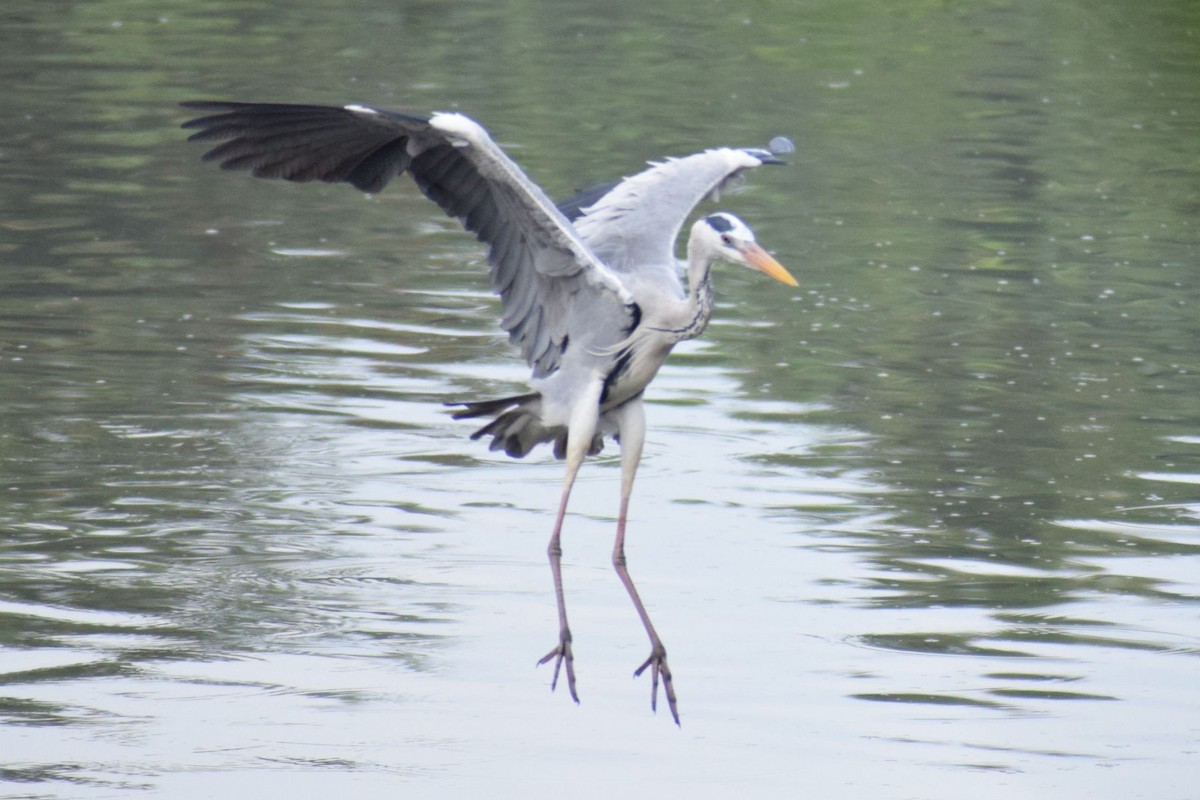 אנפה אפורה - ML647609231