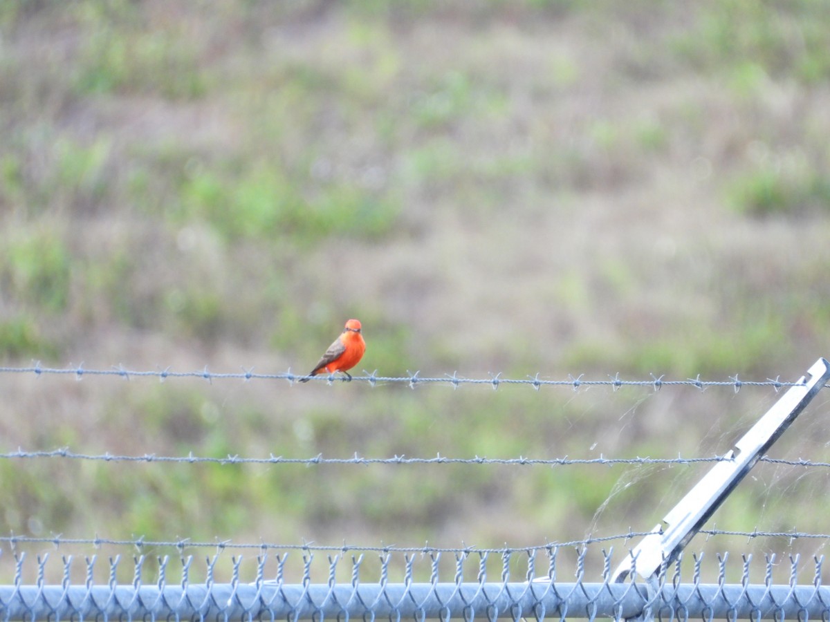 Vermilion Flycatcher - ML647609232