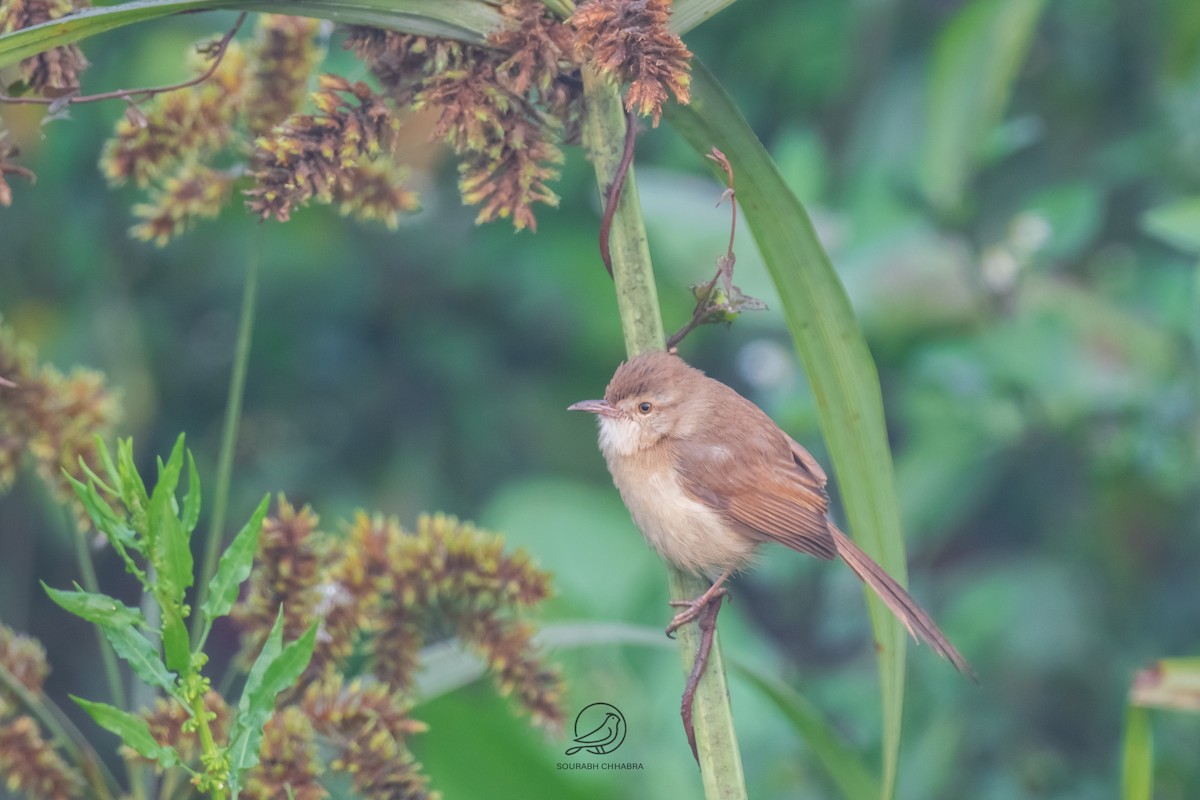 prinia sp. - ML647609233
