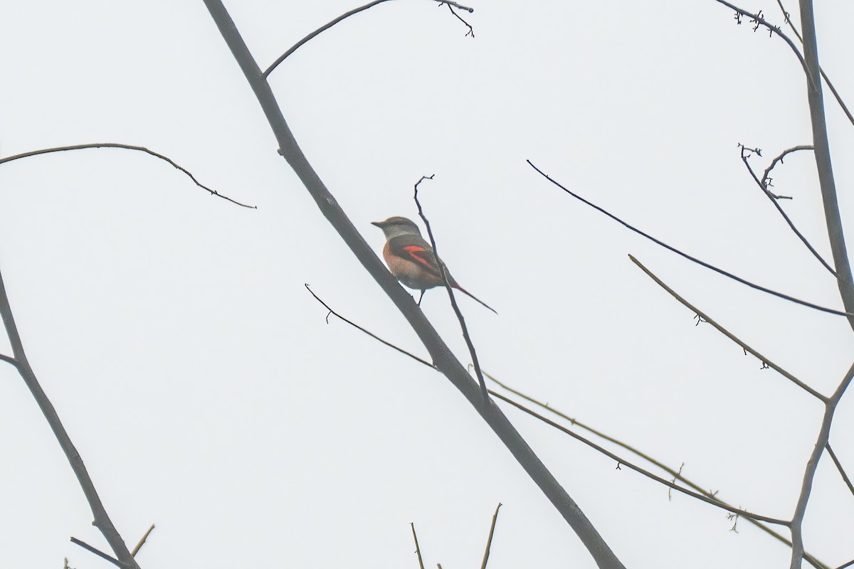 Rosy Minivet - ML647609234