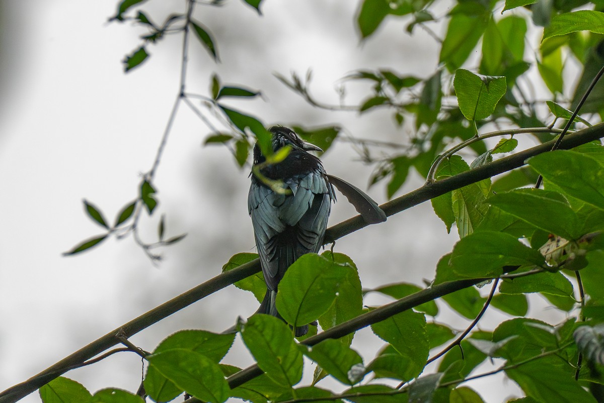 Hair-crested Drongo - ML647609240